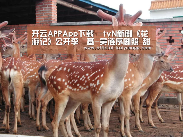 开云APPApp下载 